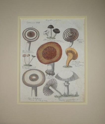 Pflanzen XXXIII,edible mushrooms,Bertuch